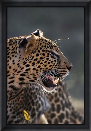 Framed Leopard, Panthera pardus, Samburu Game Reserve, Kenya Print