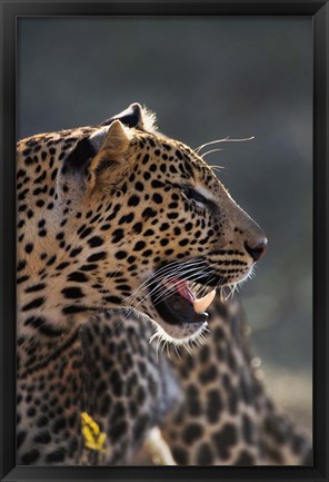 Framed Leopard, Panthera pardus, Samburu Game Reserve, Kenya Print