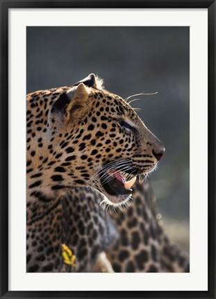 Framed Leopard, Panthera pardus, Samburu Game Reserve, Kenya Print
