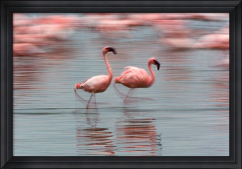 Framed Lesser Flamingo tropical birds, Lake Nakuru NP, Kenya Print