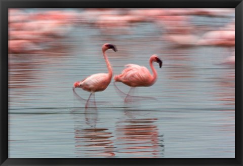 Framed Lesser Flamingo tropical birds, Lake Nakuru NP, Kenya Print