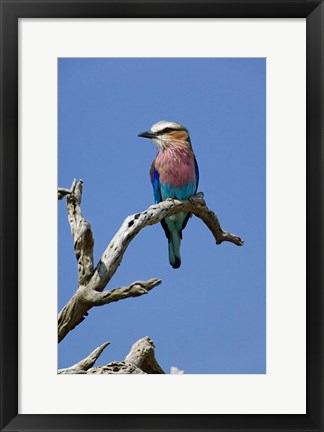 Framed Lilac breasted Roller bird, Masai Mara, Kenya Print