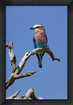 Framed Lilac breasted Roller bird, Masai Mara, Kenya Print