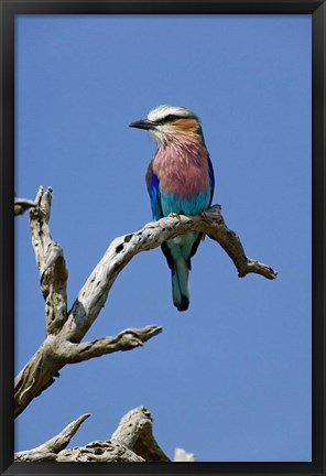 Framed Lilac breasted Roller bird, Masai Mara, Kenya Print