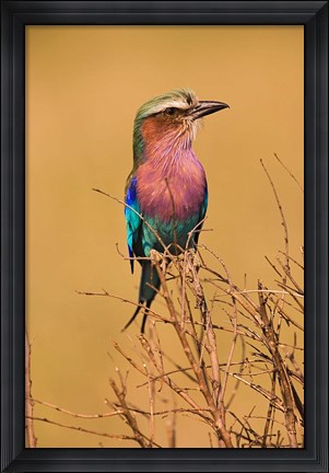 Framed Lilac-breasted Roller, Masai Mara Game Reserve, Kenya Print