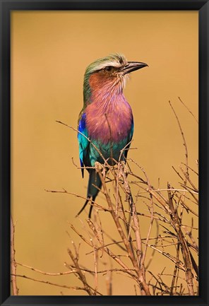 Framed Lilac-breasted Roller, Masai Mara Game Reserve, Kenya Print