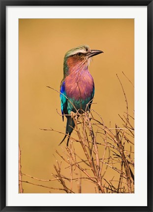 Framed Lilac-breasted Roller, Masai Mara Game Reserve, Kenya Print