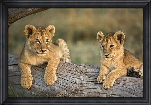 Framed Lion Cubs on Log, Masai Mara, Kenya Print