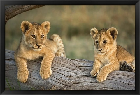 Framed Lion Cubs on Log, Masai Mara, Kenya Print