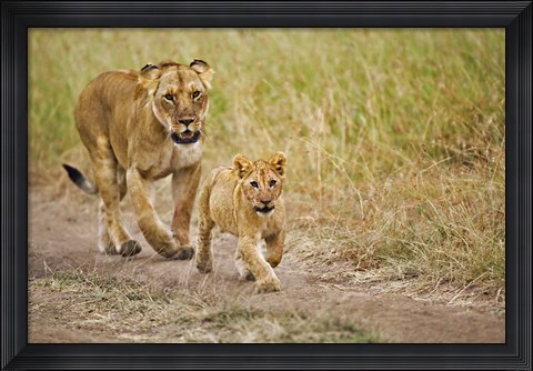 Framed Lioness with her cub in tire tracks, Masai Mara, Kenya Print
