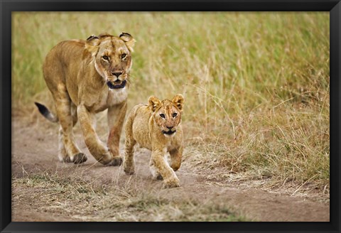 Framed Lioness with her cub in tire tracks, Masai Mara, Kenya Print