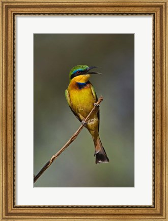 Framed Little Bee Eater, Bird, Samburu Game Reserve, Kenya Print