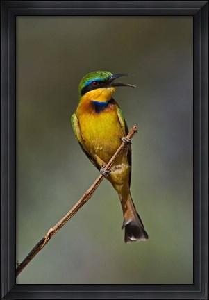 Framed Little Bee Eater, Bird, Samburu Game Reserve, Kenya Print