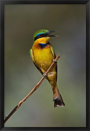 Framed Little Bee Eater, Bird, Samburu Game Reserve, Kenya Print