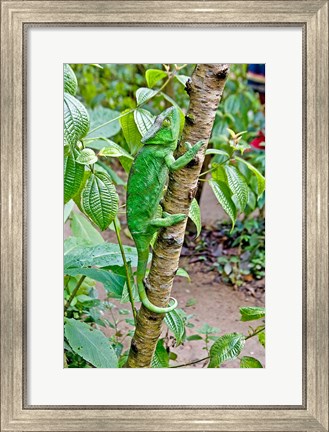 Framed Madagascar, Lizard, Chameleon on tree limb Print