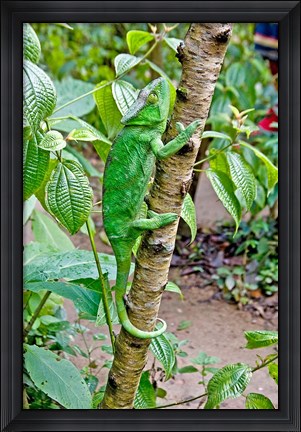 Framed Madagascar, Lizard, Chameleon on tree limb Print