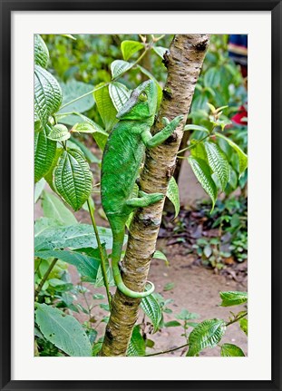 Framed Madagascar, Lizard, Chameleon on tree limb Print