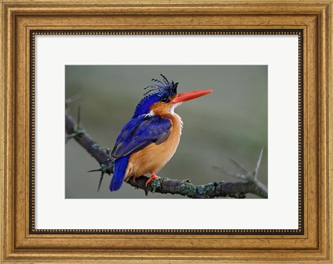 Framed Malachite Kingfisher, Lake Nakuru National Park, Kenya Print
