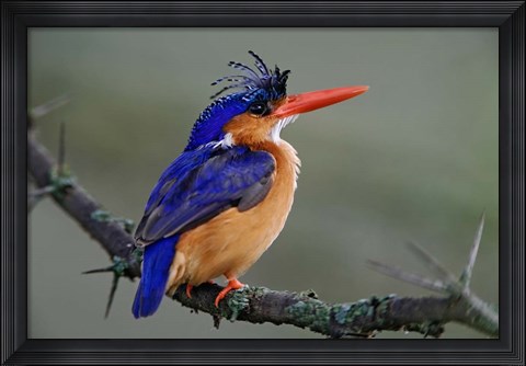 Framed Malachite Kingfisher, Lake Nakuru National Park, Kenya Print