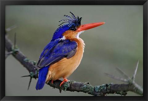 Framed Malachite Kingfisher, Lake Nakuru National Park, Kenya Print