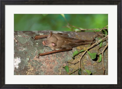 Framed Madagascar, Commerson&#39;s leaf-nosed bat wildlife Print