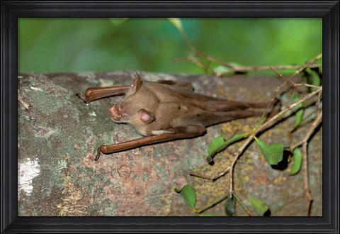 Framed Madagascar, Commerson&#39;s leaf-nosed bat wildlife Print