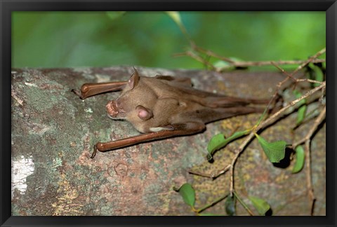 Framed Madagascar, Commerson&#39;s leaf-nosed bat wildlife Print