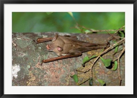 Framed Madagascar, Commerson&#39;s leaf-nosed bat wildlife Print