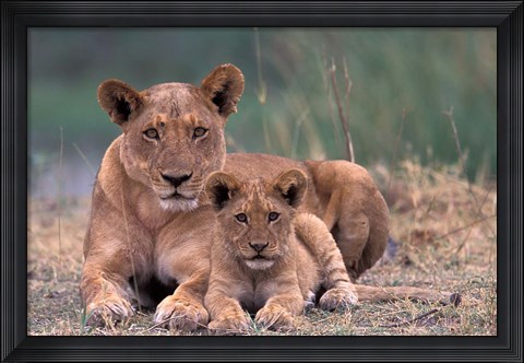 Framed Lions, Okavango Delta, Botswana Print