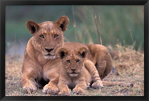 Framed Lions, Okavango Delta, Botswana Print