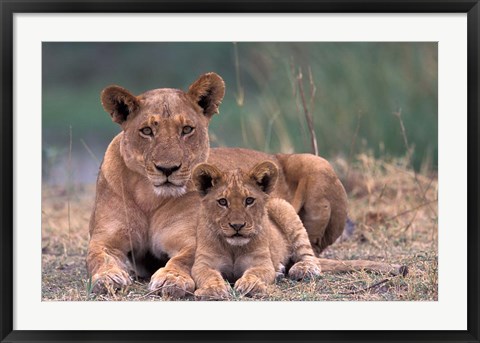 Framed Lions, Okavango Delta, Botswana Print