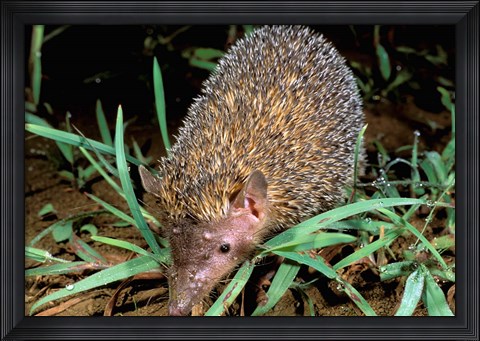 Framed Madagascar, Ankarana, Greater Hedgehog tenrec wildlife Print
