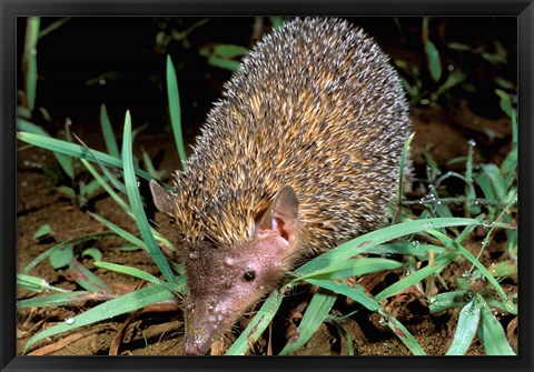 Framed Madagascar, Ankarana, Greater Hedgehog tenrec wildlife Print