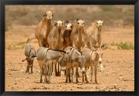 Framed Mauritania, Adrar, Camels and donkeys going to the well Print