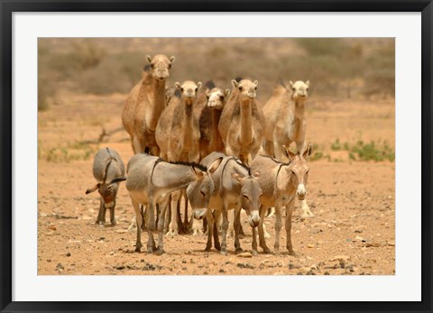 Framed Mauritania, Adrar, Camels and donkeys going to the well Print