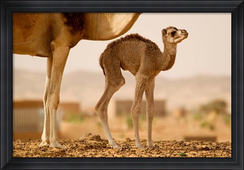 Framed Mauritania, Guelb Jmel, Little dromedary at the well Print