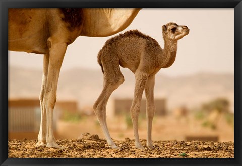 Framed Mauritania, Guelb Jmel, Little dromedary at the well Print