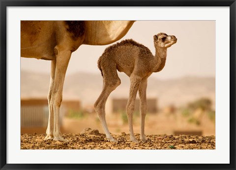 Framed Mauritania, Guelb Jmel, Little dromedary at the well Print