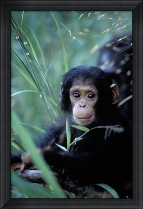 Framed Infant Chimpanzee, Tanzania Print