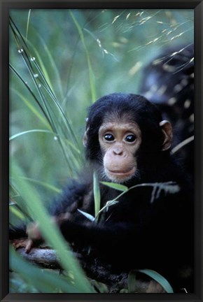 Framed Infant Chimpanzee, Tanzania Print