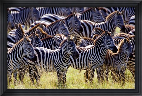Framed Large herd of Burchell&#39;s Zebras, Masai Mara Game Reserve, Kenya Print