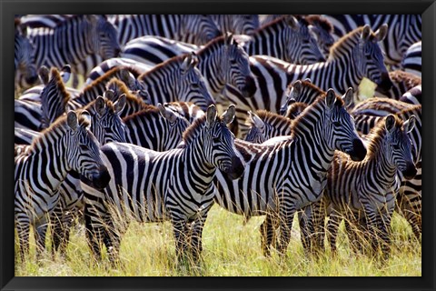Framed Large herd of Burchell&#39;s Zebras, Masai Mara Game Reserve, Kenya Print