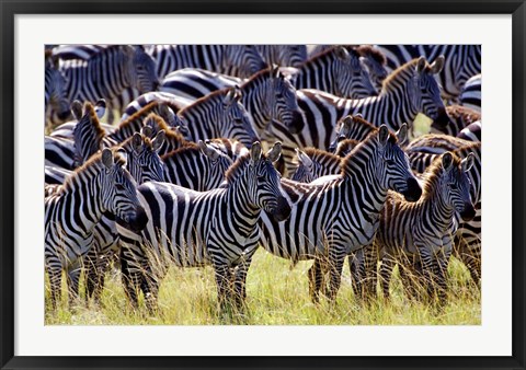 Framed Large herd of Burchell&#39;s Zebras, Masai Mara Game Reserve, Kenya Print