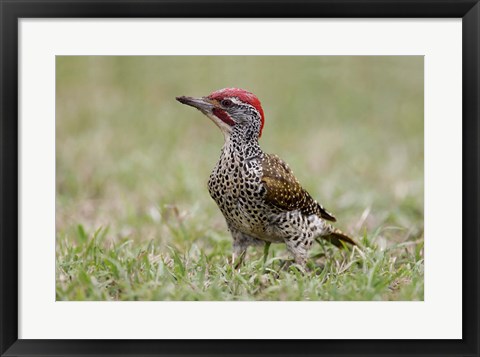 Framed Kenya, Masai Mara NWR, Nubian woodpecker bird Print