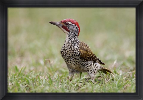 Framed Kenya, Masai Mara NWR, Nubian woodpecker bird Print