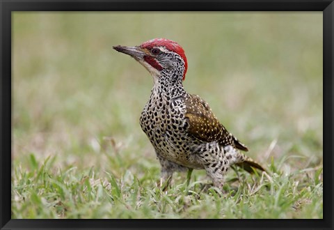 Framed Kenya, Masai Mara NWR, Nubian woodpecker bird Print