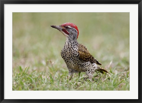 Framed Kenya, Masai Mara NWR, Nubian woodpecker bird Print