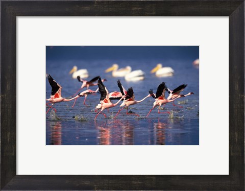 Framed Lesser Flamingos running on water, Lake Nakuru National Park, Kenya Print