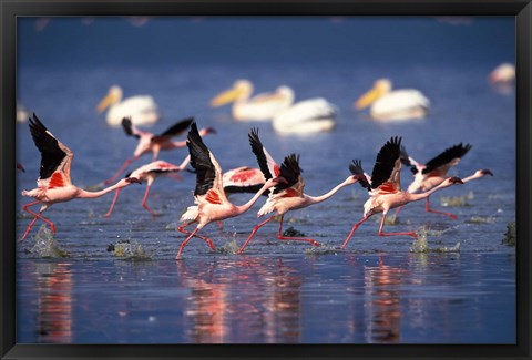 Framed Lesser Flamingos running on water, Lake Nakuru National Park, Kenya Print