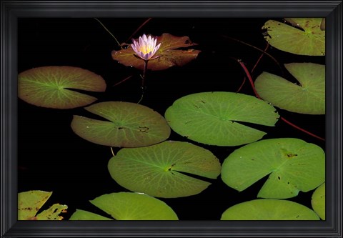 Framed Lily Pads, Okavango Delta, Botswana Print